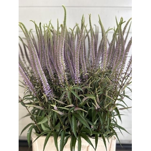 Veronicastrum Fascination