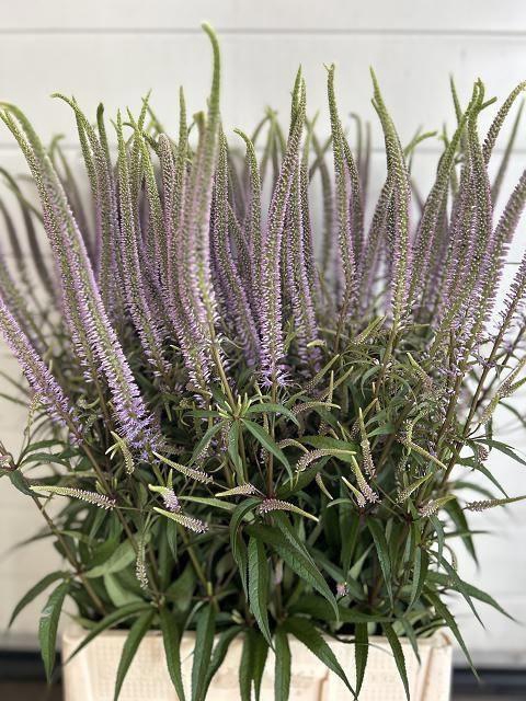 <h4>Veronicastrum Fascination</h4>