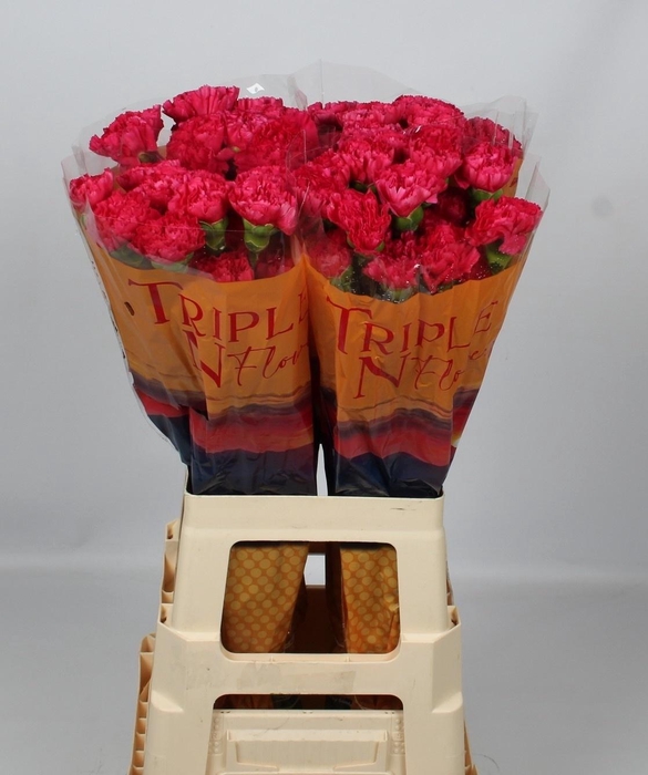 <h4>DI ST CERVANTES</h4>