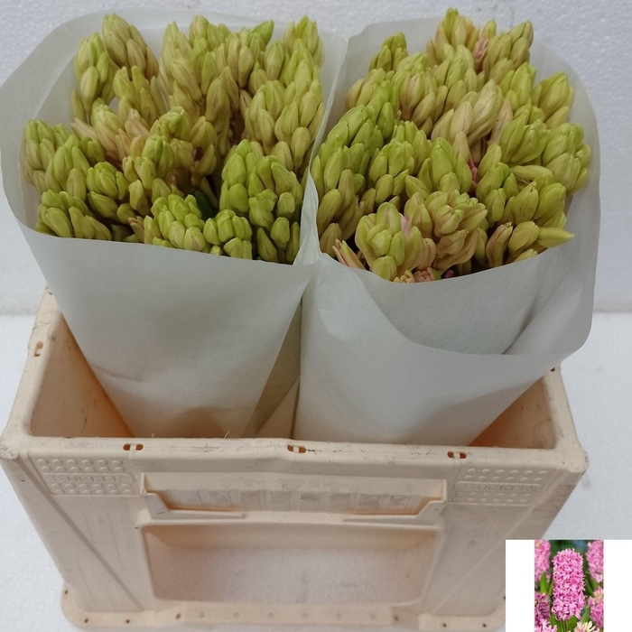 <h4>HYAC PINK PEARL</h4>