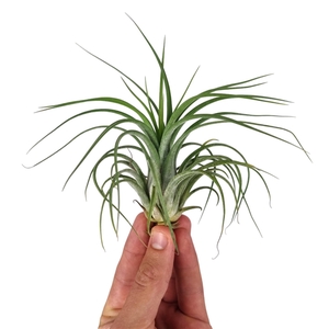 Tillandsia ooh my goodness