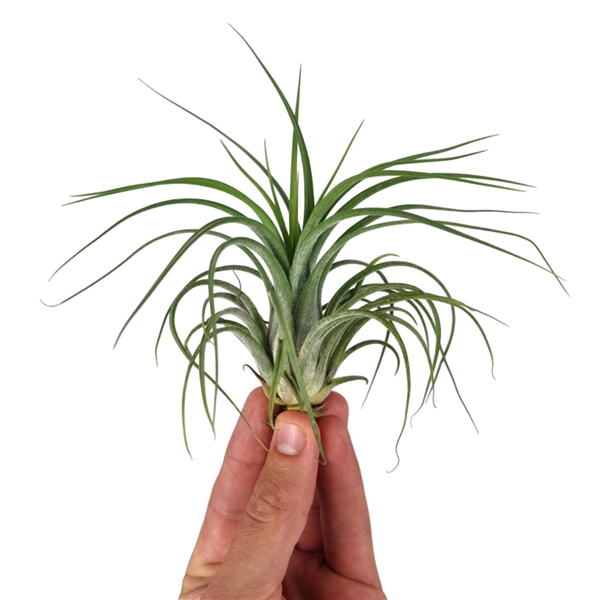 <h4>Tillandsia ooh my goodness</h4>