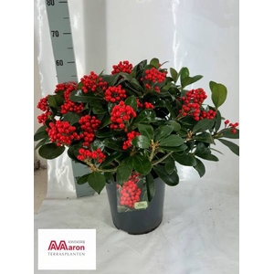 SKIMMIA VEITCHII P29 20+