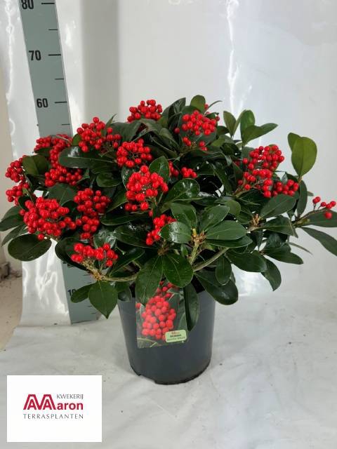 <h4>SKIMMIA VEITCHII P29 20+</h4>