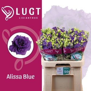 EUS G ALISSA BLUE