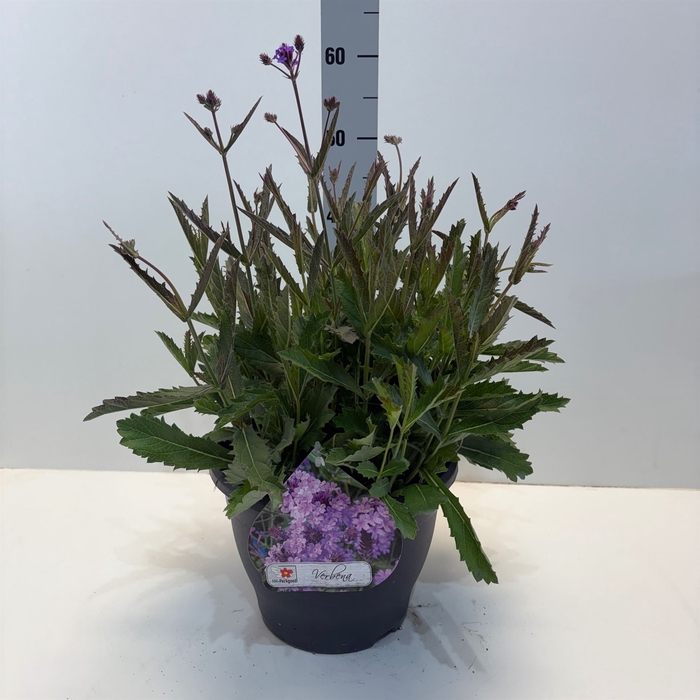 <h4>Verbena rigida</h4>