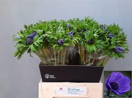 <h4>Anem Co Mar Blue</h4>