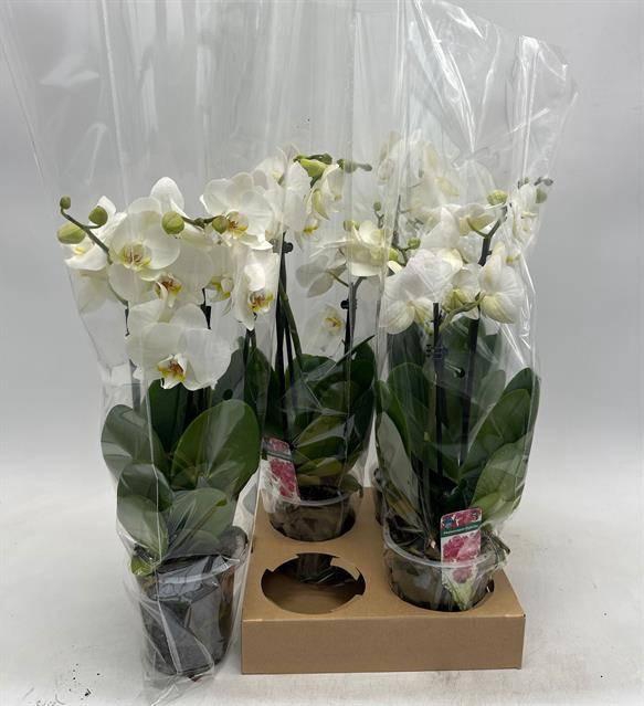 <h4>PHAL OV WIT</h4>