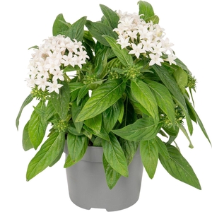 Pentas lanceolata ''Graffiti White''