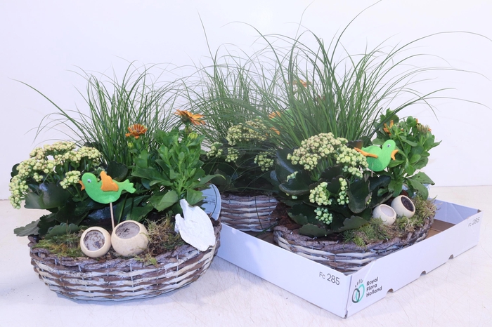 <h4>ARR TUINPLANTEN</h4>