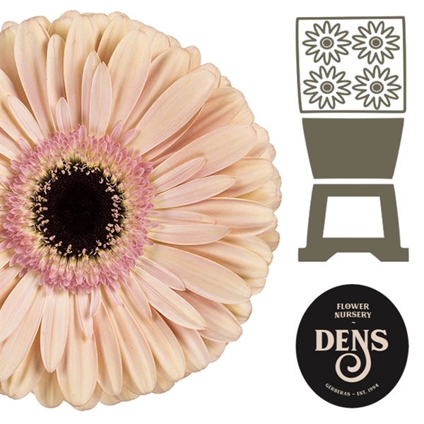 <h4>Ge Gr Alliance - Bloemen Dens</h4>