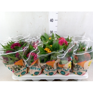 Celosia arg. CR 'Twisted'   ...mix