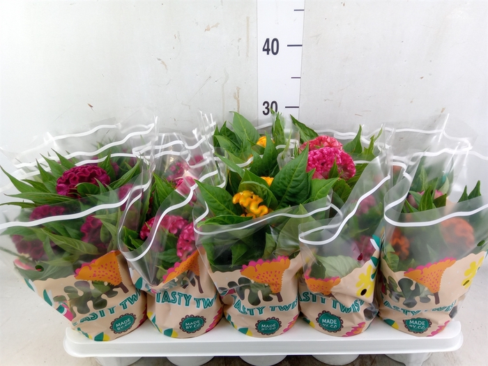 <h4>Celosia arg. CR 'Twisted'   ...mix</h4>