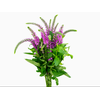 VERONICA LONGIFOLIA SKYLER PINK 040 CM PINK