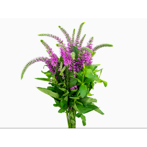 VERONICA LONGIFOLIA SKYLER PINK 050 CM PINK