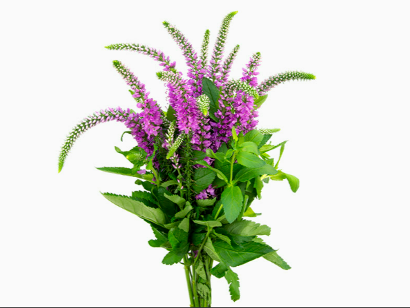 <h4>VERONICA LONGIFOLIA SKYLER PINK 050 CM PINK</h4>