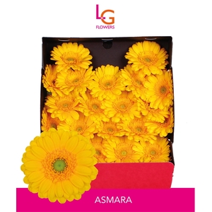 Germini Asmara Diamond