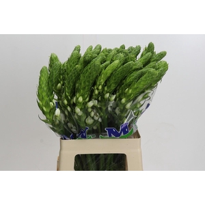 Ornithogalum thyrsoides Milky Way