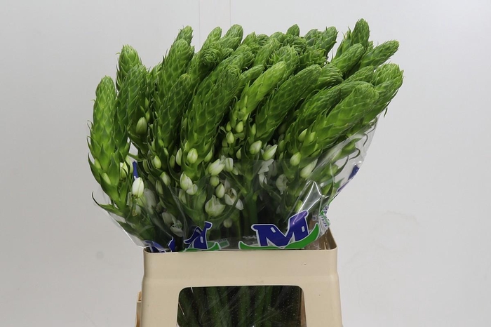 <h4>Ornithogalum thyrsoides Milky Way</h4>