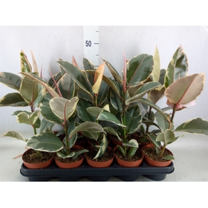 Ficus elastica 'Tineke'