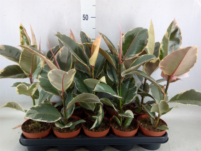 <h4>Ficus elastica 'Tineke'</h4>