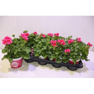 Pel Pret Lit Pi Spla