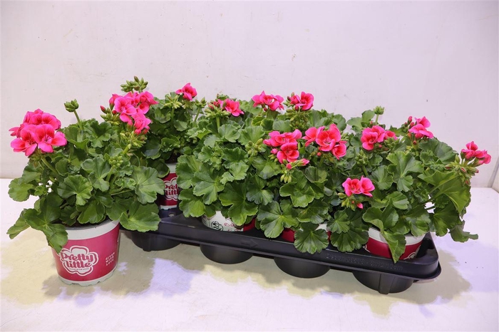 <h4>Pel Pret Lit Pi Spla</h4>