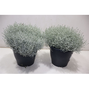 Leucoph Brownii