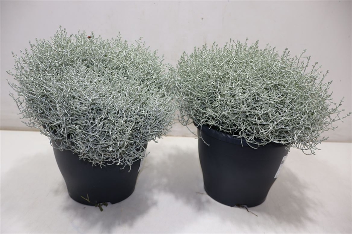 <h4>Leucoph Brownii</h4>