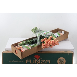 Di St Goldy 60cm Box