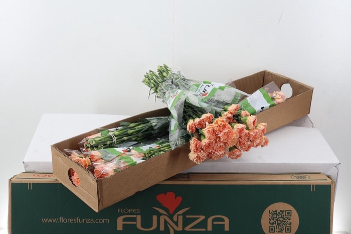 <h4>Di St Goldy 60cm Box</h4>