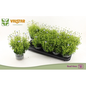 FELI AM FELICIT BLUE