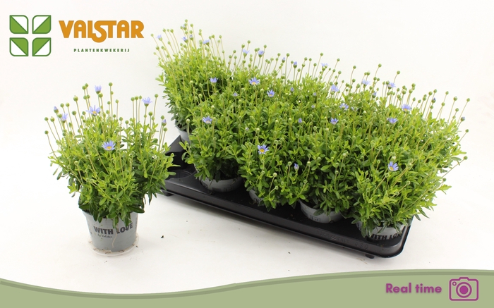 <h4>FELI AM FELICIT BLUE</h4>