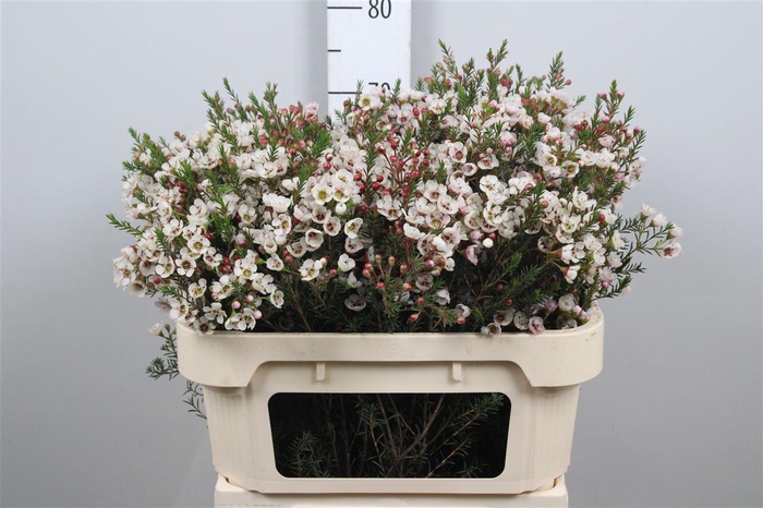 <h4>Chame Moonl Delight</h4>