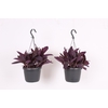 Tradescantia Purple Heart