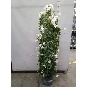 Mandevilla   ...