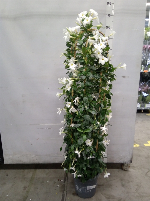<h4>Mandevilla   ...</h4>