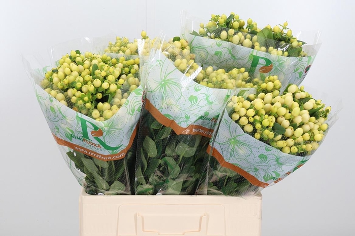 <h4>Hyp Mag Royal Cream</h4>