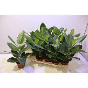 Ficus Beng Audrey