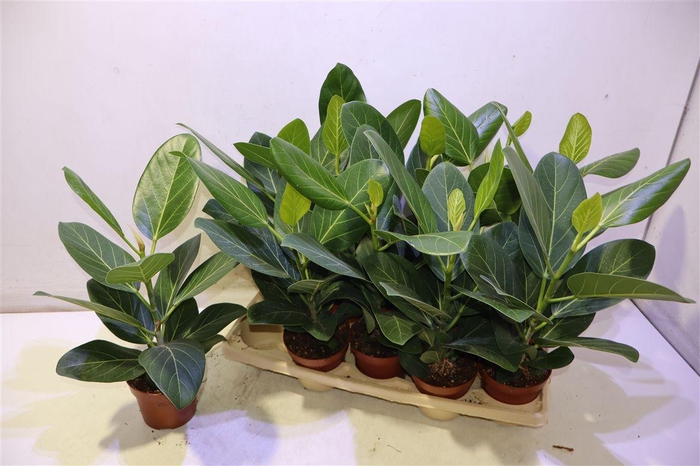 <h4>Ficus Beng Audrey</h4>