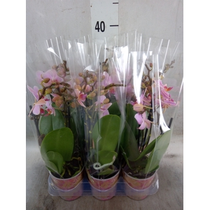 Phalaenopsis multi.   ...lilac