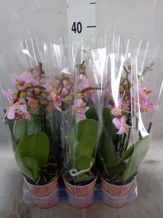 <h4>Phalaenopsis multi.   ...lilac</h4>