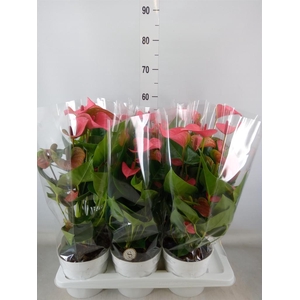 Anthurium andr. 'Pink Champion'