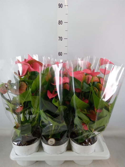 <h4>Anthurium andr. 'Pink Champion'</h4>