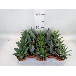 Aloe   ...mix