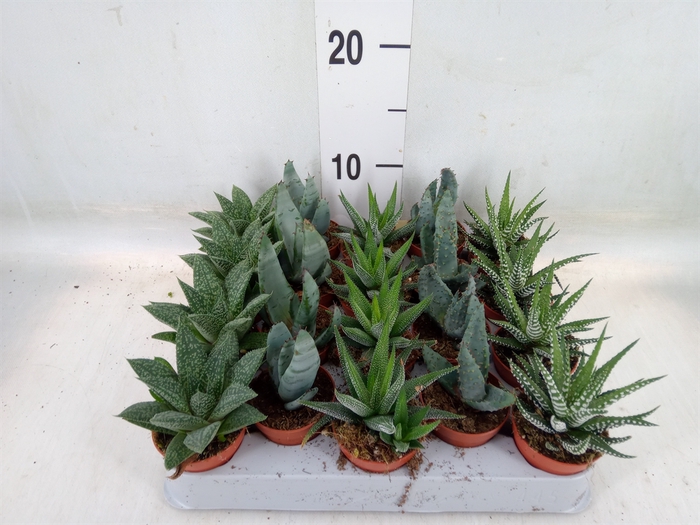 <h4>Aloe   ...mix</h4>