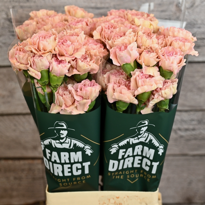 <h4>Di St Creola</h4>