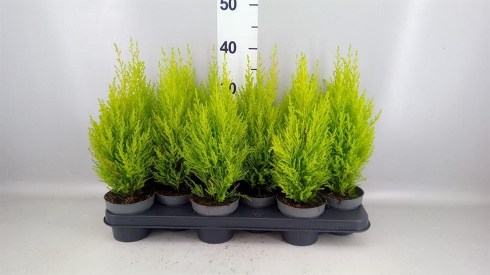 <h4>Cupressus macro. 'Goldcrest Wilma'</h4>