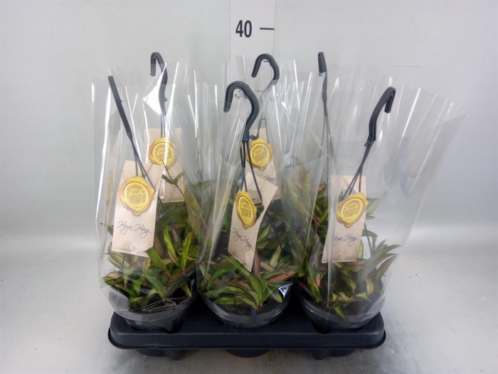 <h4>Hoya wayetii 'Tricolor'</h4>