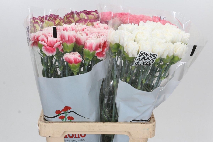 <h4>Dianthus St Rainbow</h4>